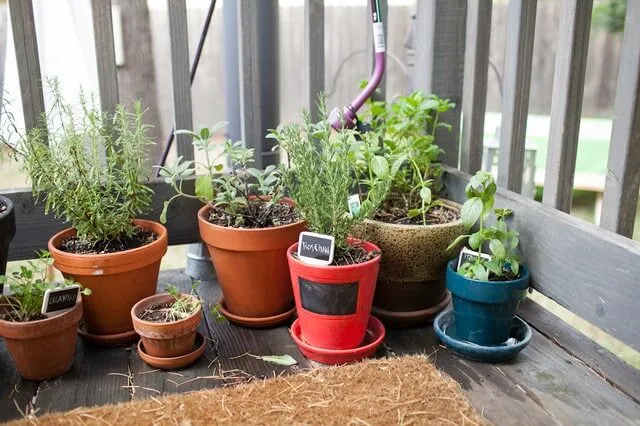 Piante aromatiche in vasi colorati su terrazzo.