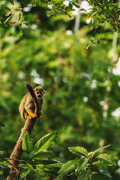 Scimmietta seduta su ramo nella foresta.