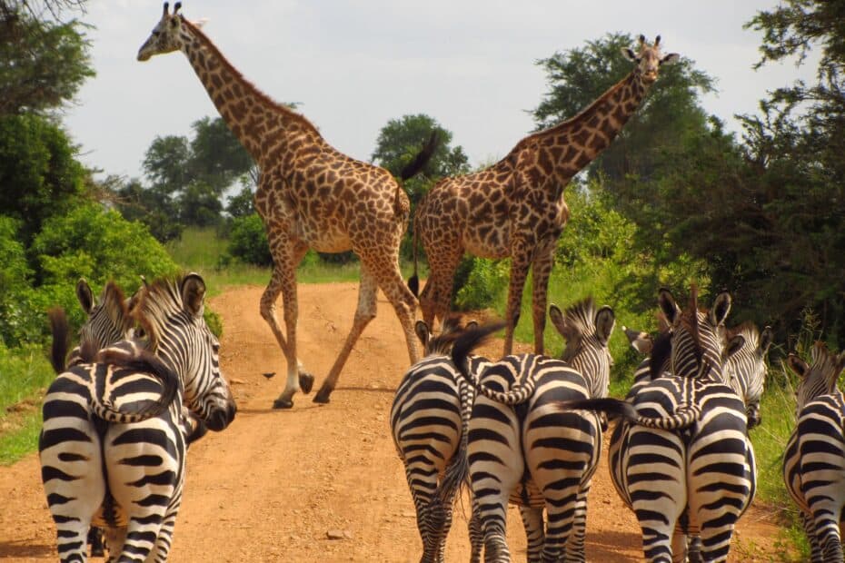 Giraffe e zebre su strada africana.