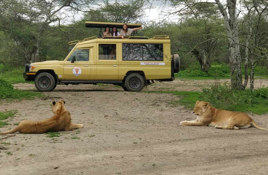 Safari con leoni e turisti in jeep.
