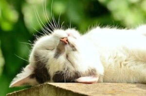 Foto dillustrazione di una persona che dorme con bubbolizzatori di sogni che mostrano gatti, rappresentante il concetto di sognare gatti e il loro significato