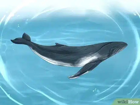 Balena illustrata sott'acqua.
