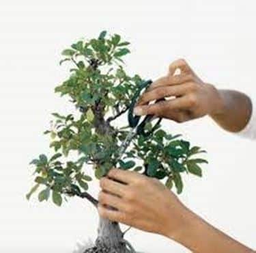 Potatura bonsai con forbici.