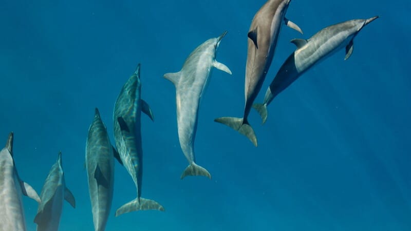 Gruppo di delfini nuota nell'oceano azzurro.
