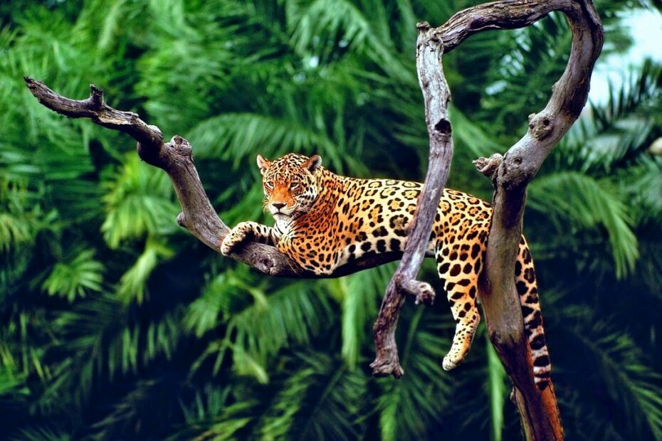 Giaguaro riposante su ramo, foresta verde sfondo.