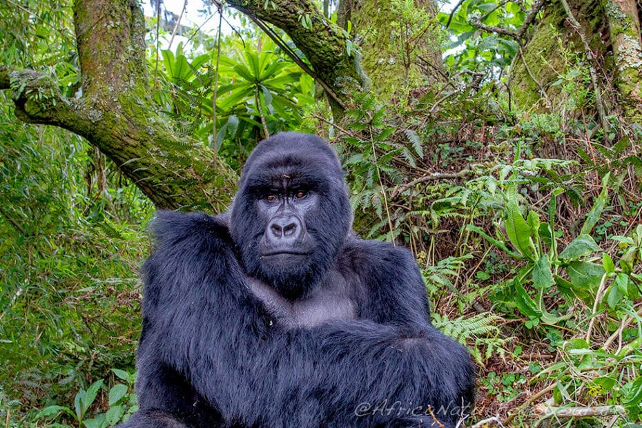 Gorilla seduto nella giungla verde.
