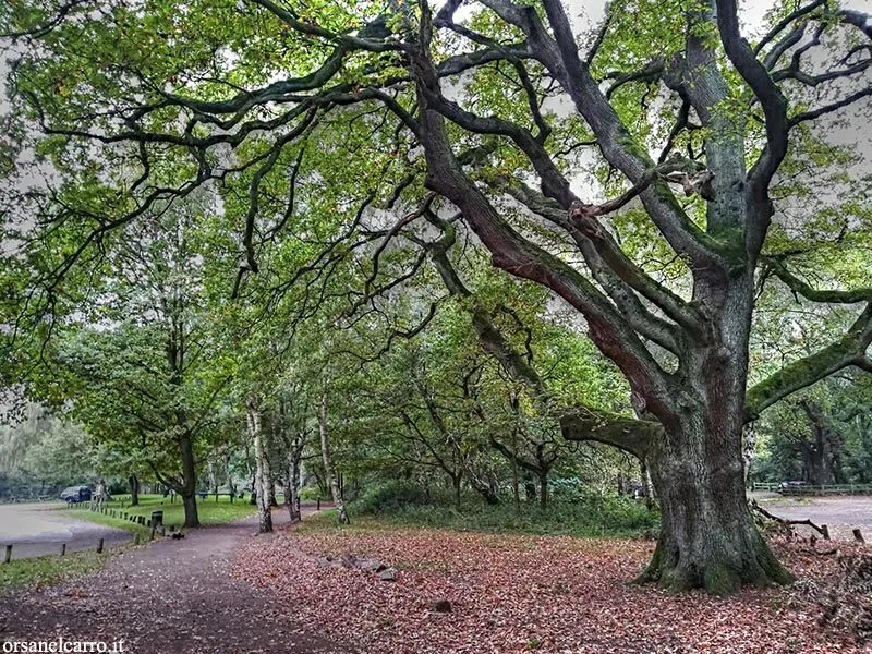 Parco boscoso con alberi secolari e sentiero.
