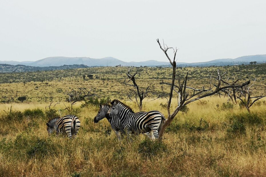 Zebre in un paesaggio di savana africana.