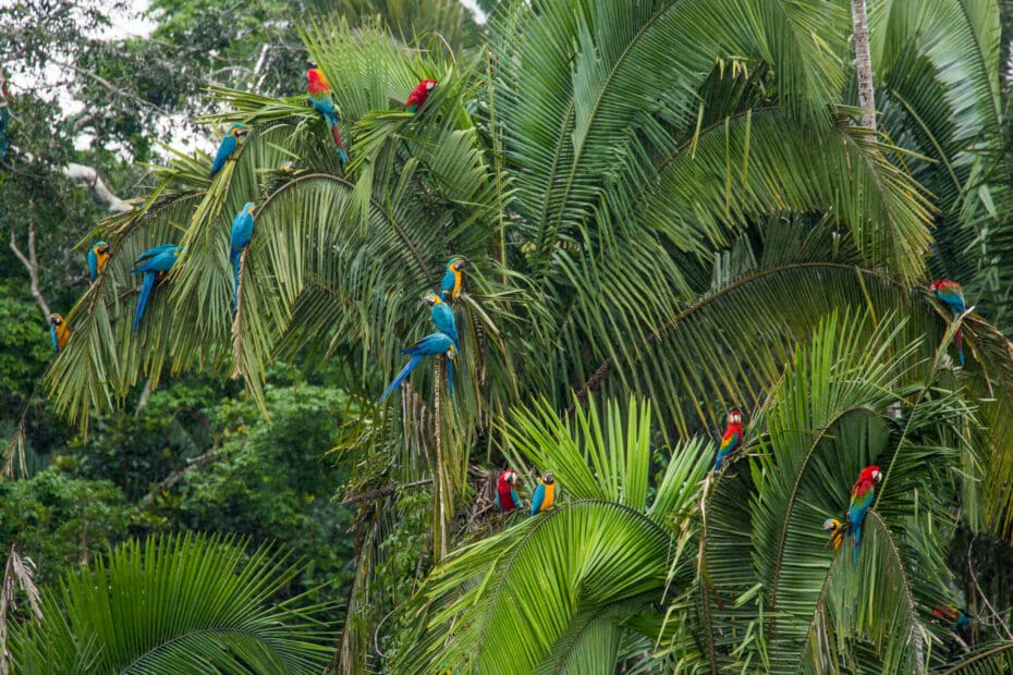 Pappagalli colorati su palme tropicali.