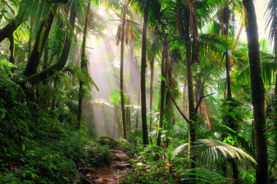 Foresta tropicale umida e nebbiosa al mattino.