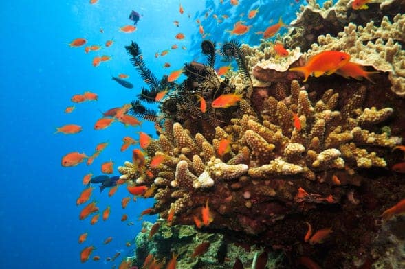 Scogliera corallina con pesci tropicali colorati.