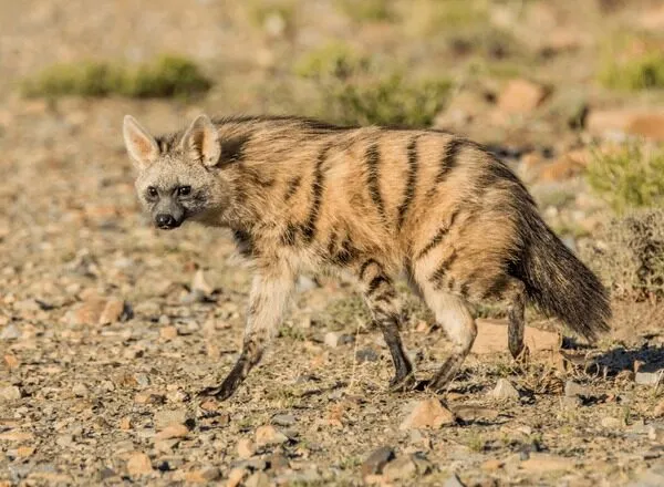 Iena striata africana in ambiente naturale.