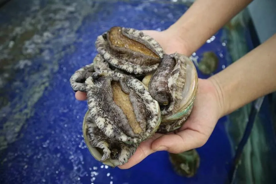 Mano tiene vongole fresche su sfondo acquatico.