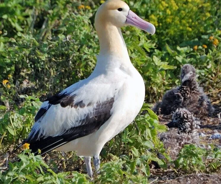 Albatro con pulcino tra le piante.