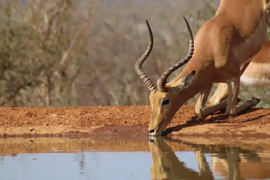 Impala beve in un punto d'acqua savana.