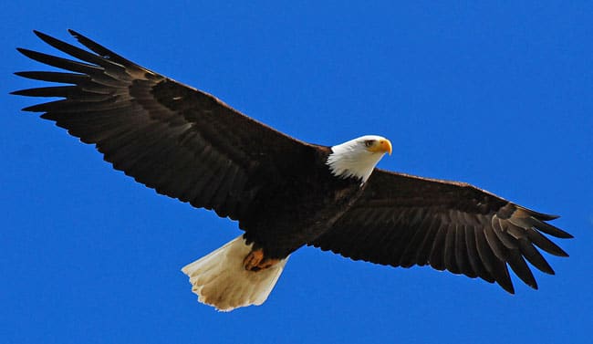 Aquila calva in volo su sfondo cielo azzurro.