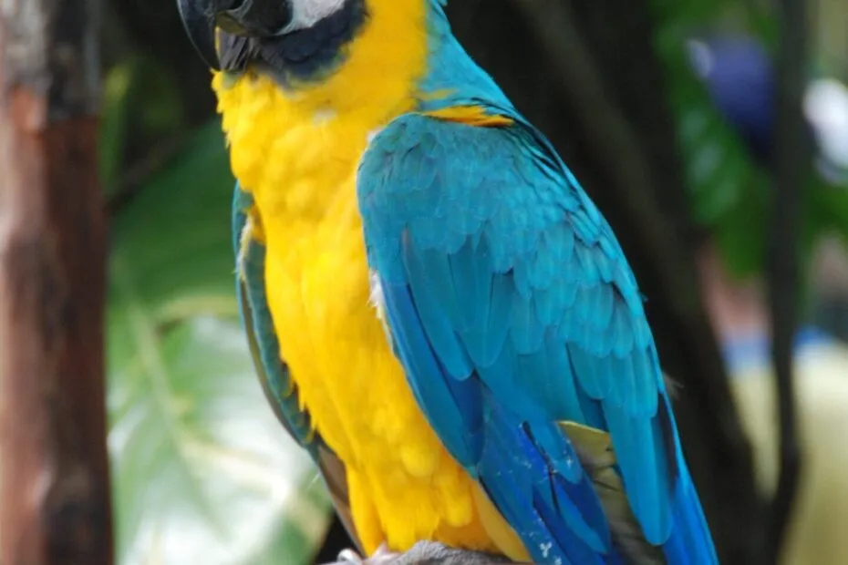 Pappagallo ara giallo e blu su ramo.