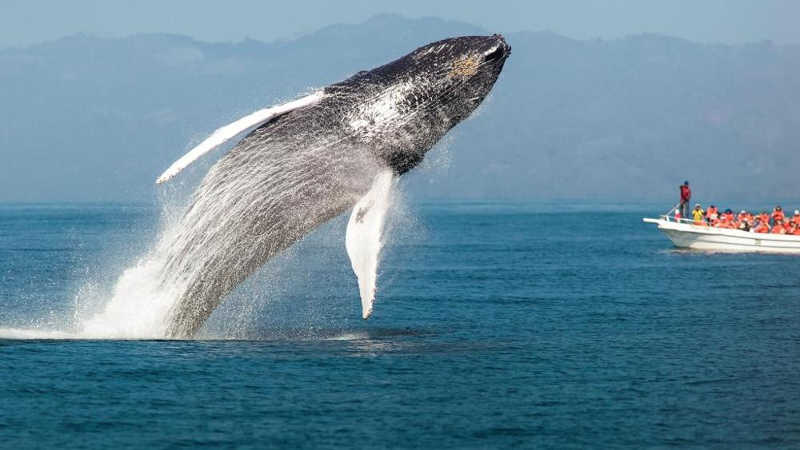 Balena che salta vicino a turisti in barca.