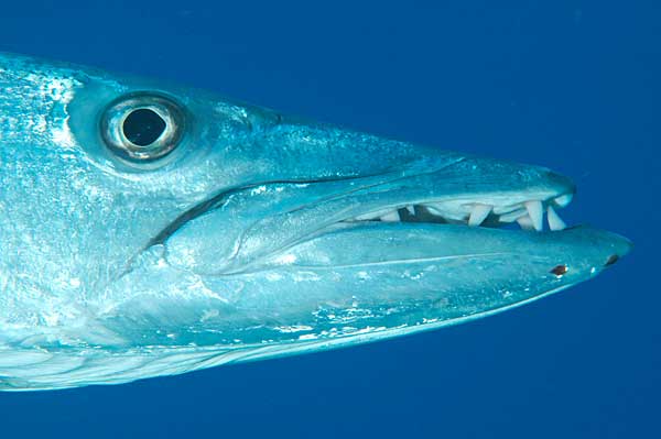 Primo piano di un pesce barracuda nell'oceano.