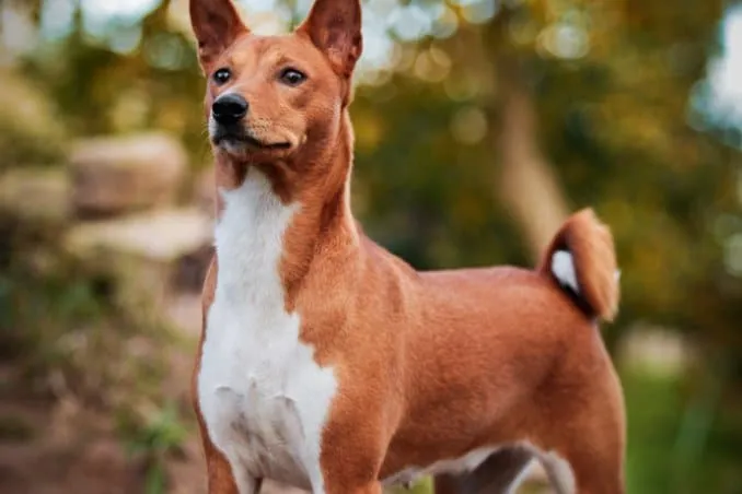 Cane basenji marrone e bianco in posa.