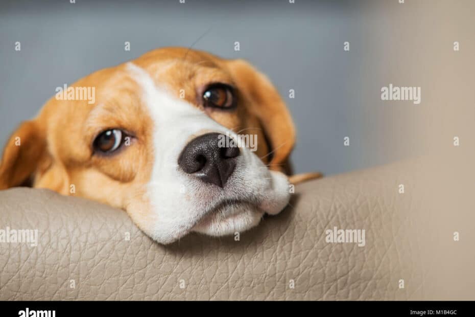 Beagle che riposa su divano in pelle.