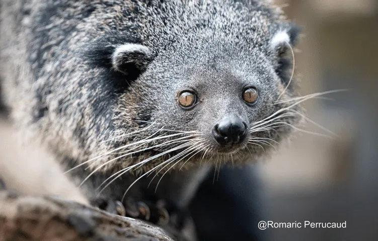 Binturong primo piano con dettagli nitidi.