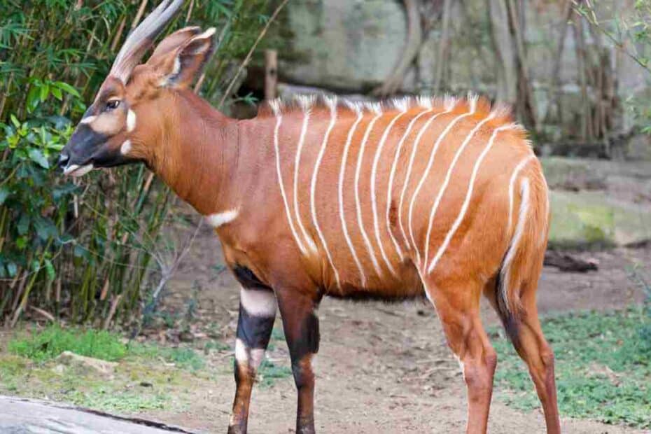 Antilope bongo nel suo habitat naturale.