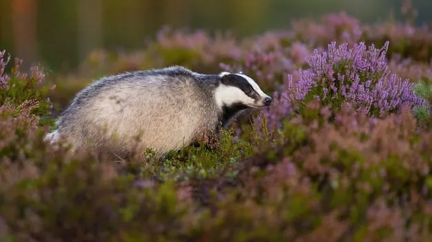 Tasso in habitat naturale tra fiori viola.