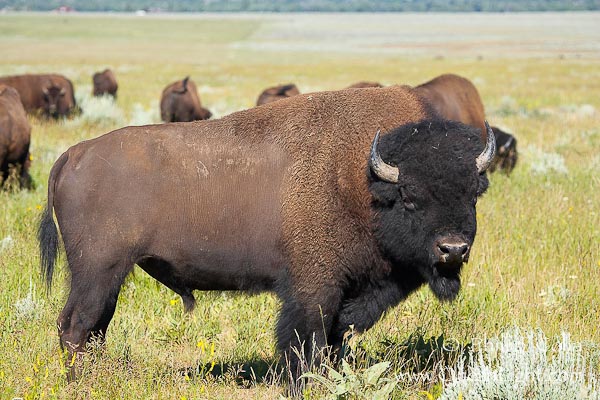 Bufalo americano nel prato, fauna selvatica.