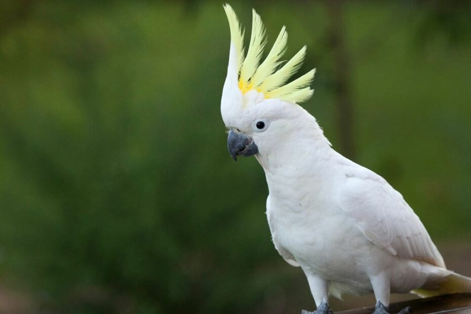 Cacatua bianca con cresta gialla.