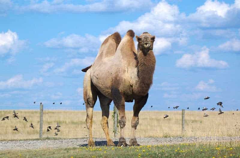 Camello bactriano en pradera con aves volando.