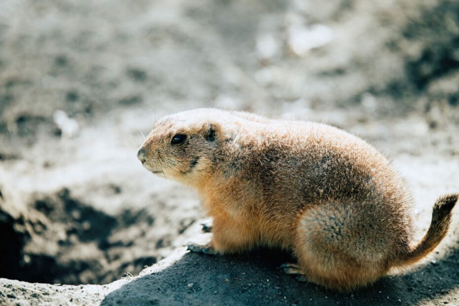 Marmotta marrone su terreno roccioso