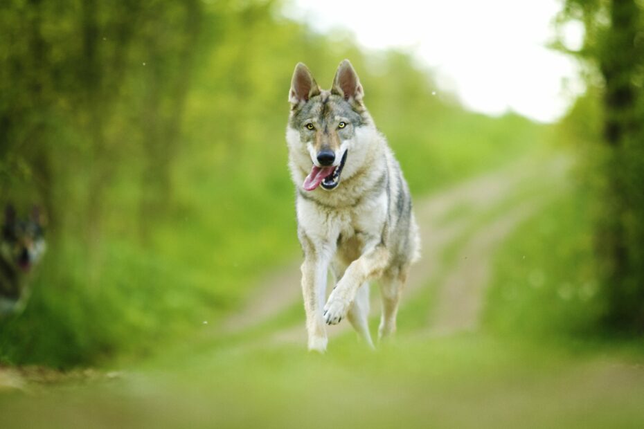 Lupo corre felice in un sentiero verde.