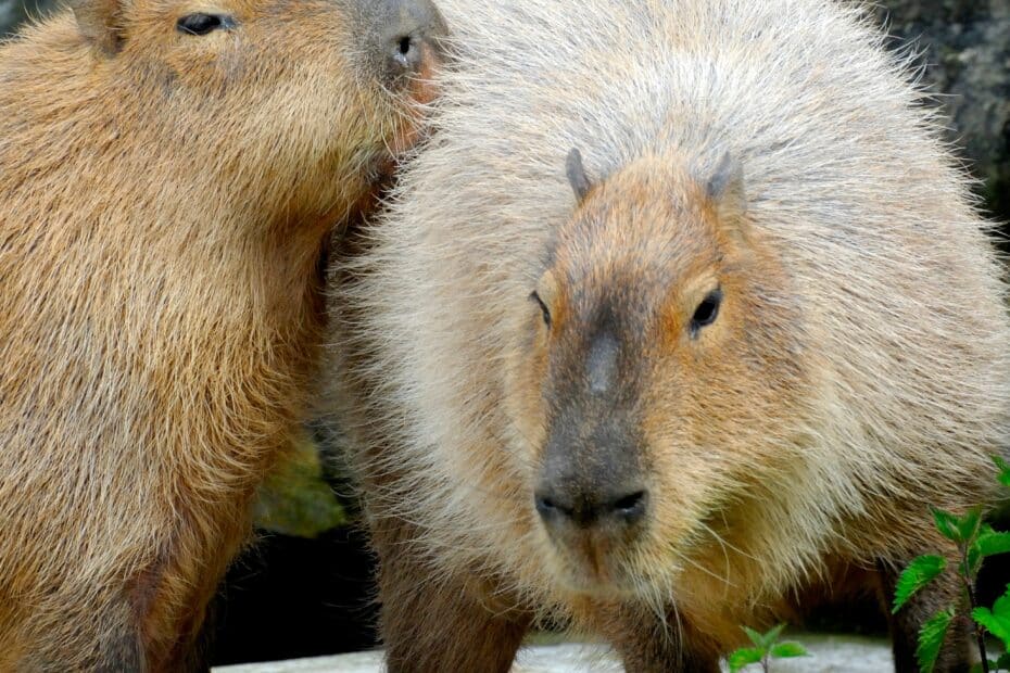 Due capibara vicini tra loro.