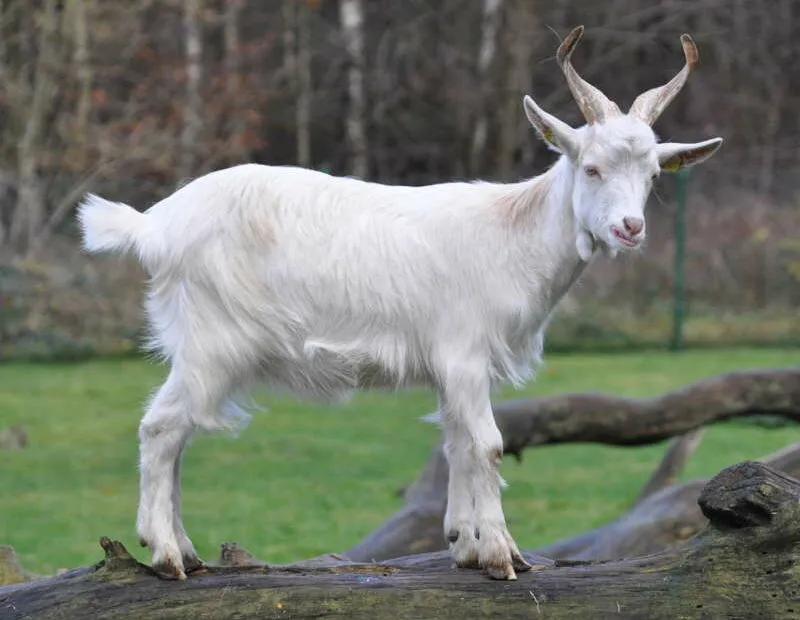 Capra bianca su un tronco d'albero.