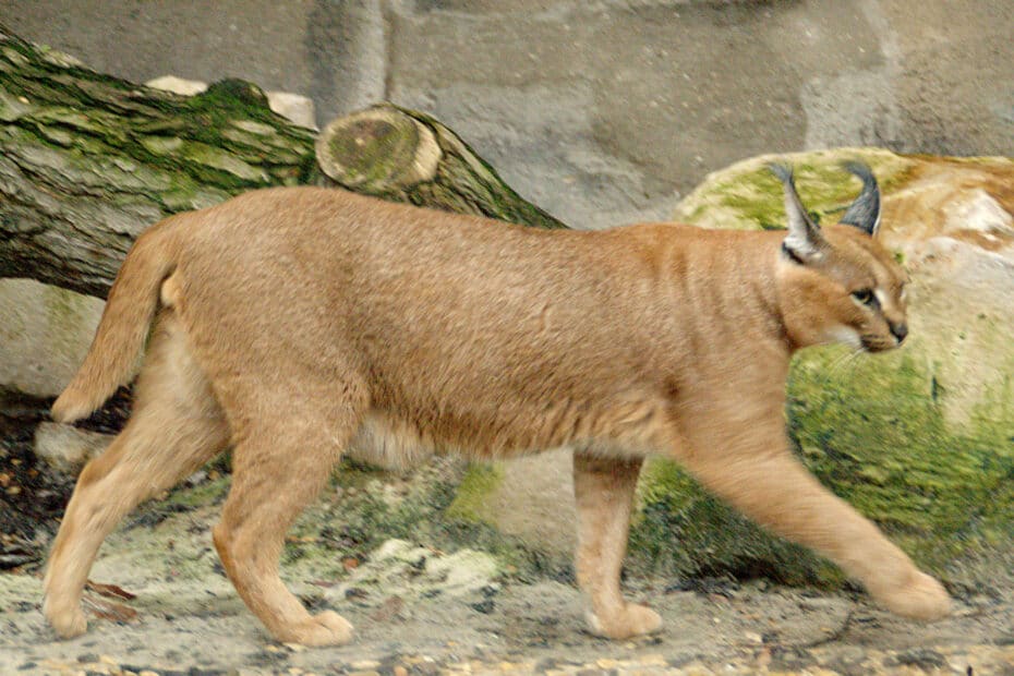 Caracal in movimento, orecchie nere distintive.