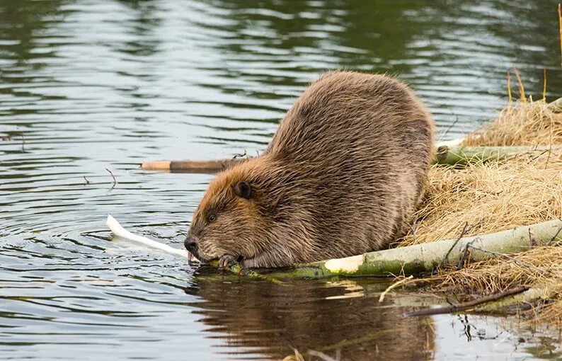Castoro marrone che mangia al bordo dell'acqua.