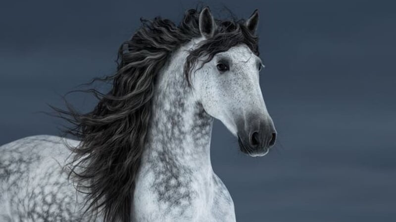 Cavallo grigio con criniera fluente, sfondo neutro.