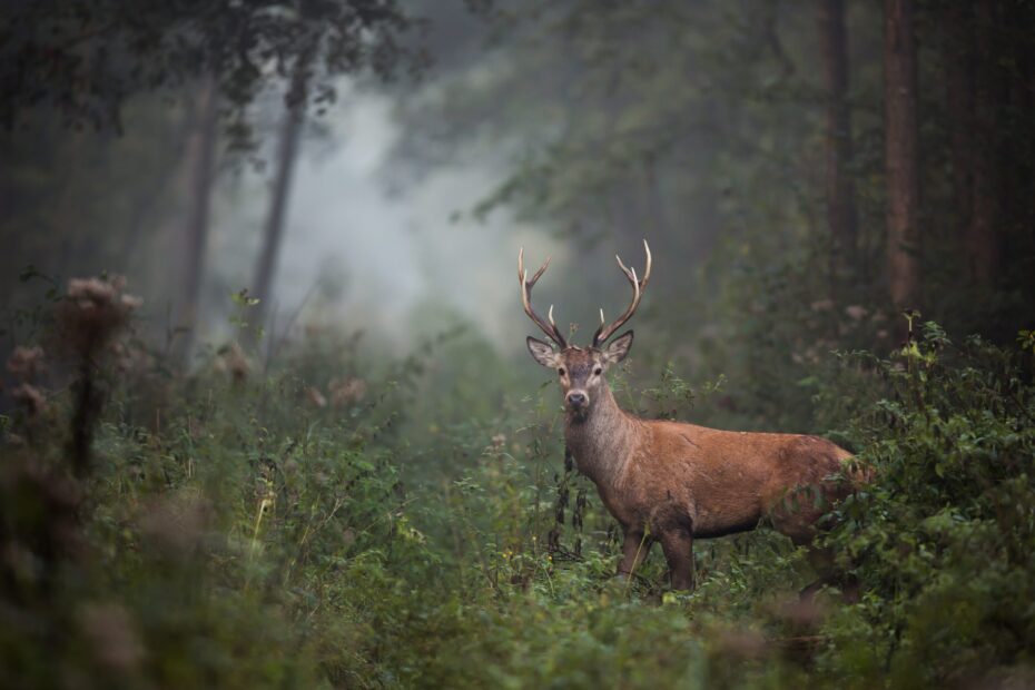 Cervo nella nebbia del bosco