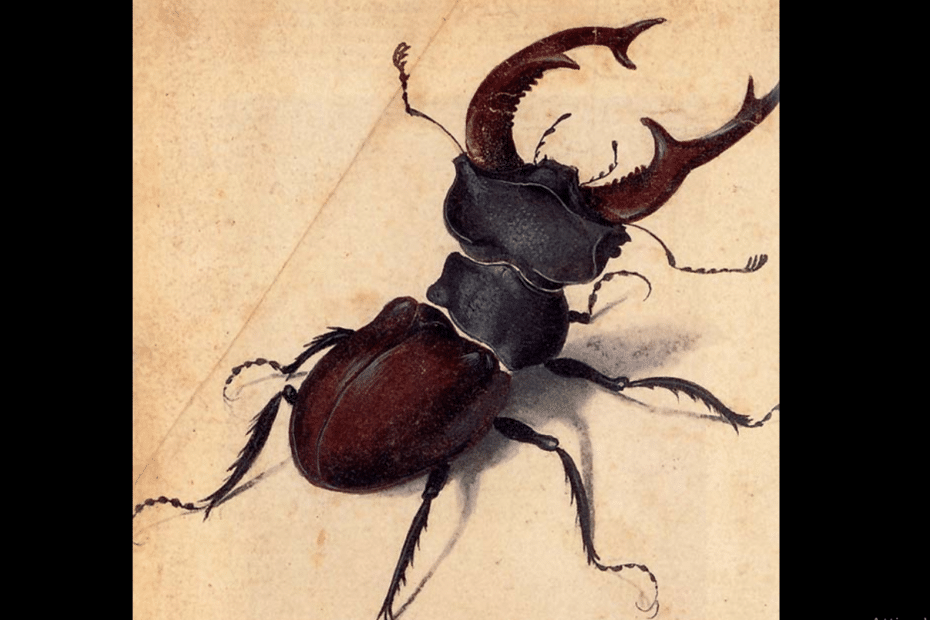 Illustrazione vintage di scarabeo rinoceronte.