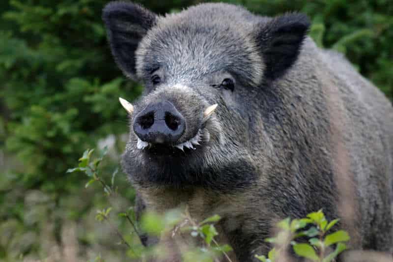 Cinghiale selvatico in natura.