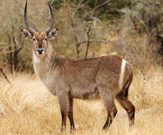 Antilope in savana africana.