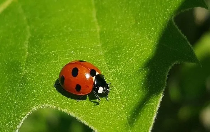 Coccinella su foglia verde al sole.