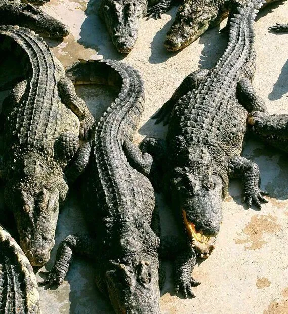 Coccodrilli sunbathing.