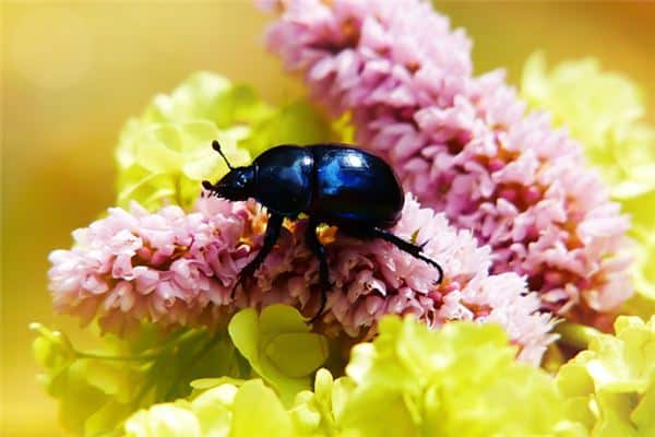 Scarabeo blu su fiore rosa e foglie verdi.