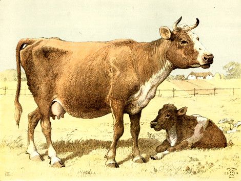 Mucca e vitello in un campo.