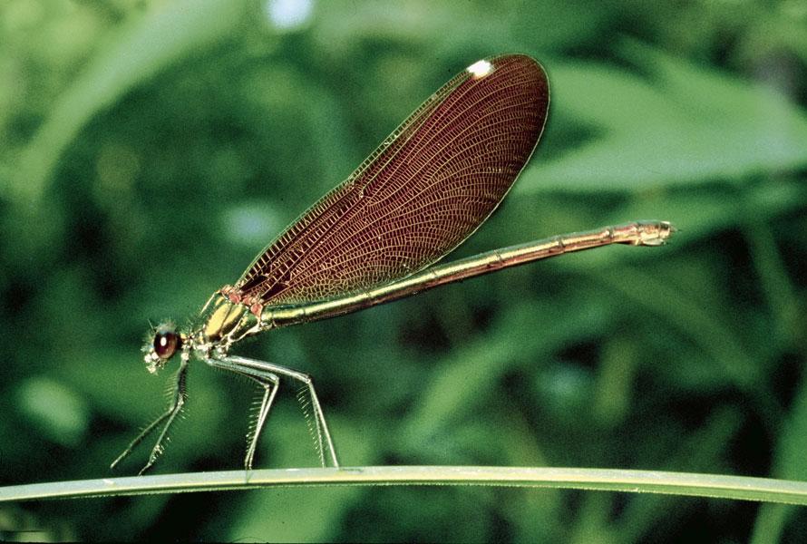 Libellula rossa posata su foglia verde.