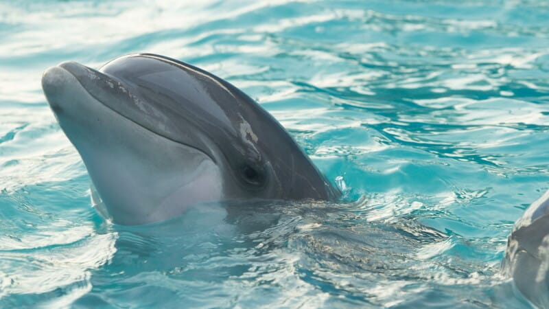 Delfino sorridente emerge dall'acqua azzurra.