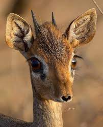 Primo piano di un giovane antilope.