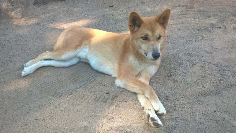 Cane fulvo riposante su terreno sabbioso.